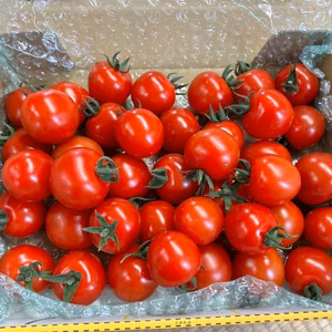 プチプチ食感！から紅のミニトマト