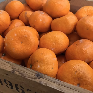 和歌山産　蔵出し　みかん　大玉・超大玉