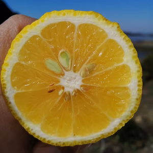 【越冬樹上完熟】晩柑（ばんかん）類　『はるか』