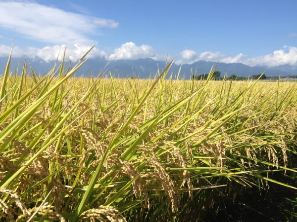 【玄米】八ヶ岳山のカエル米　２kg　無農薬・無化学肥料・天日干し米