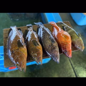 究極のプレミアム鮮魚お任せBOX✨✨(津本式&内臓処理済)
