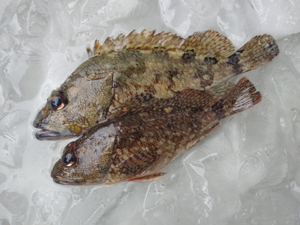 活き〆 丸のまま 日本本土最西端の海で大切に育てたカサゴ 農家漁師から産地直送の通販 ポケットマルシェ