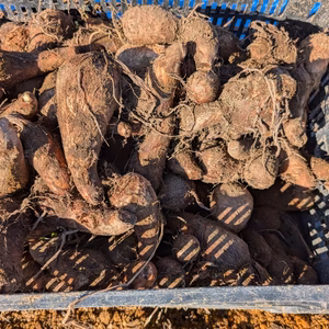 里芋(こだわり)　ナリヒラ酵素使用　甘味倍増品　高原貯蔵品