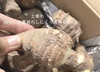 蔵王町産　里芋(土垂れ)