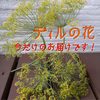 【期間限定】在庫限り、今だけのお楽しみ！ディルの花☆
