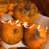【熱海産♨️農薬化学肥料不使用】《ワケ有り！》青島温州みかん