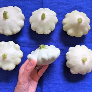 【有機JAS】UFOズッキーニ800～900g(4～5個) 南アルプスの有機野菜