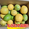 今だけ送料無料！和歌山県産レモン 訳あり 傷汚れあり