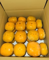 和歌山県産　種無し柿(刀根早生)　B品L～2Lサイズ