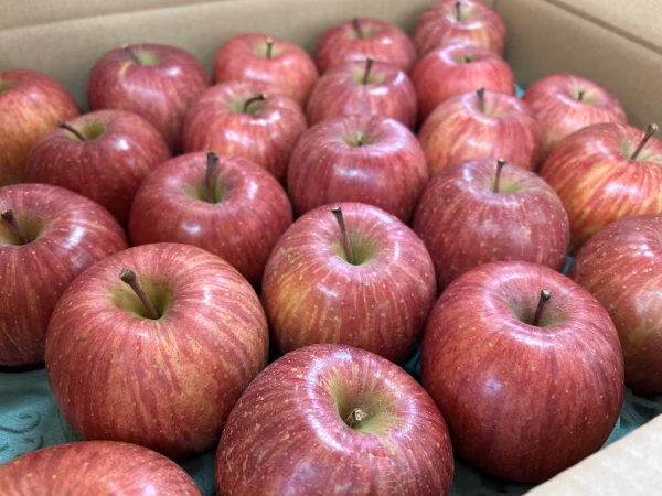 甘さ濃厚‼️山形県産サンふじ【秀5キロ】熨斗対応致します