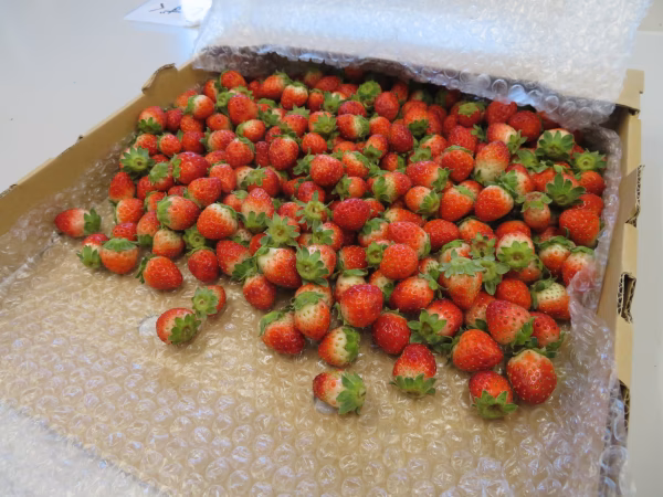 【訳アリ・夏 イチゴ】岩手県「さんりく星苺」かなり小粒　規格外1kg入～　