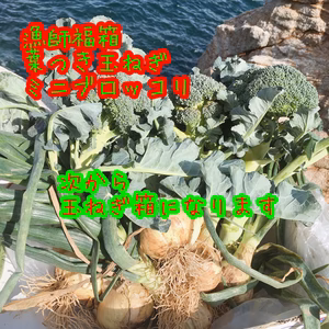 漁師の畑そのままお野菜おまかせメガあり！同梱は別途出品から