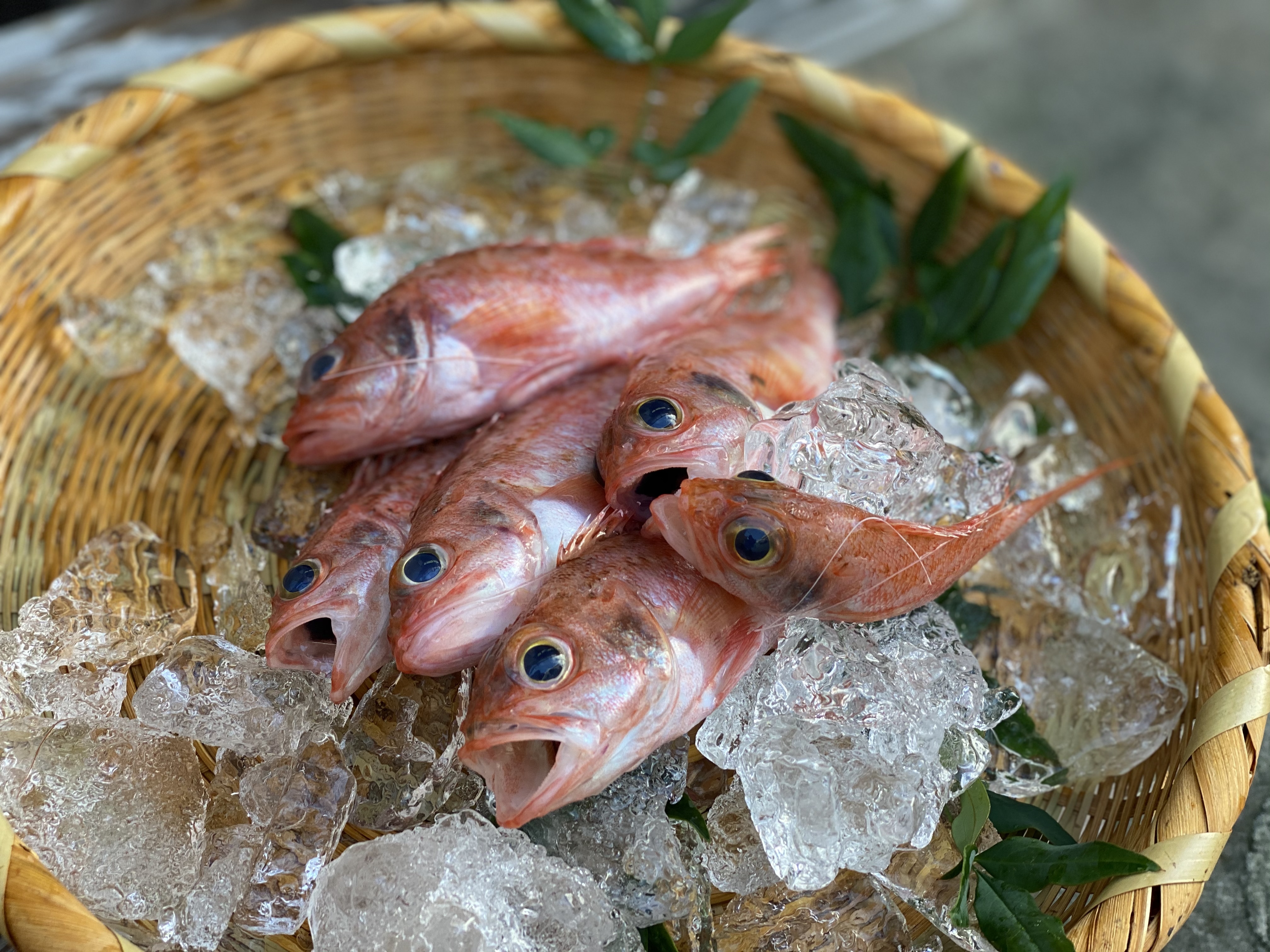 夏の日ギフト 御塩と共に おうちde居酒屋召し 夢カサゴとメギス一夜干し 農家漁師から産地直送の通販 ポケットマルシェ