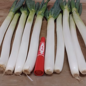 ✅皮むき白ネギ✅極太2L/超極太3L混合12本❗❗2,480円→1,500円✅限