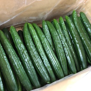 【九州からお届け！】新鮮キュウリ