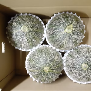 有機JAS栽培メロン