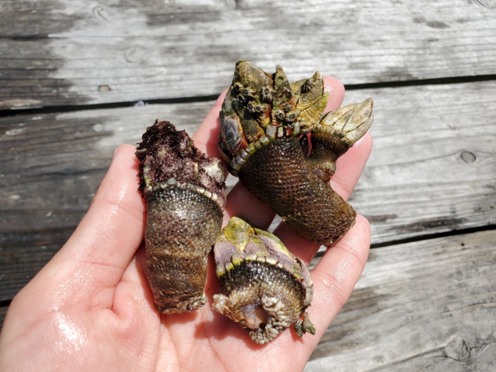 カメノテお味噌汁用 深島の幸 こぶりなカメノテと深島みそ ５ ７月発送 農家漁師から産地直送の通販 ポケットマルシェ