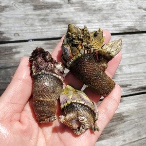 【カメノテお味噌汁用】深島の幸＊＊こぶりなカメノテと深島みそ【５～７月発送】
