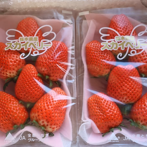 【大粒いちご】酵素栽培のスカイベリー