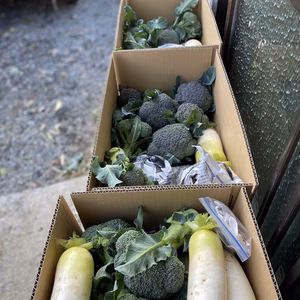 福袋2022 愛媛県産低農薬朝採りブロッコリー80サイズ