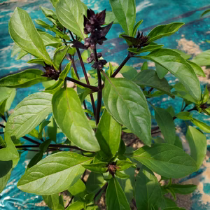 タイバジル　シナモンバジル２種類セット合計400g以上