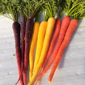 彩り華やかでβカロテン豊富な!!「カラフルキャロット3色セット」❣