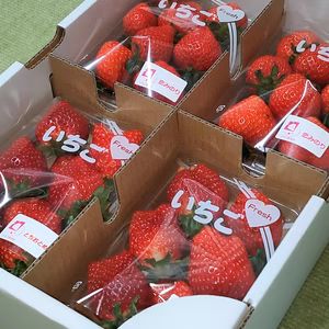 畑で完熟してから収穫したとびきり新鮮ないちご