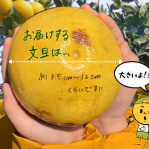 【3kg】訳あり！土佐文旦　高知の春の味覚！