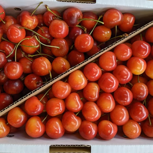さくらんぼ紅秀峰訳あり1kg