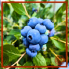 【中粒】食べたらわかる！甘くて大きなブルーベリー！