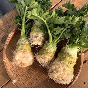 感動を呼ぶ香のセルリアック（格安販売）