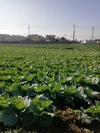 朝露滴る❗新鮮朝どりキャベツ2玉