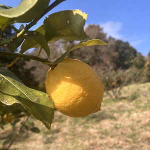【柑橘王国愛媛県砥部町産農薬 化学肥料 除草剤不使用レモン】（ご家庭用）