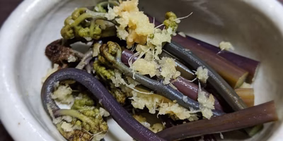 春の恵みをいただきましょう｡とれたて山菜のたしなみ