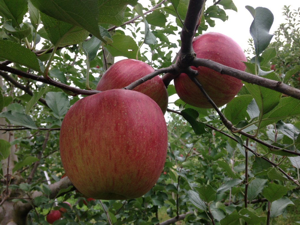 訳あり 500ml3兄弟りんごジュース 選んで4本 農家漁師から産地直送の通販 ポケットマルシェ