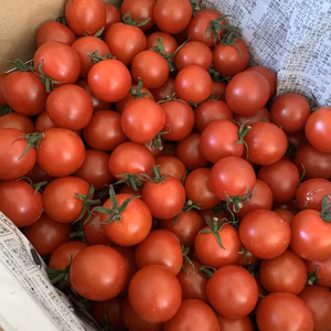 福島　高原の完熟ミニトマト