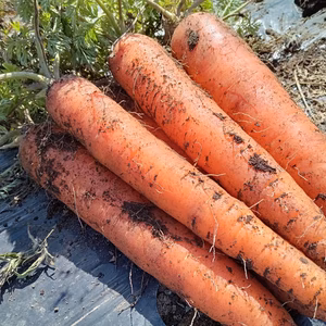 【季節限定♪】オーガニック　雪下人参