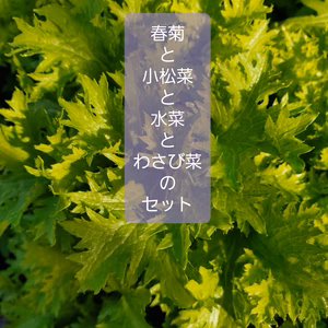 春菊と小松菜と水菜とわさび菜のセット