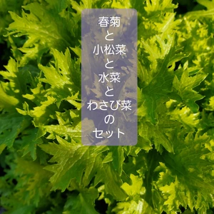 春菊と小松菜と水菜とわさび菜のセット