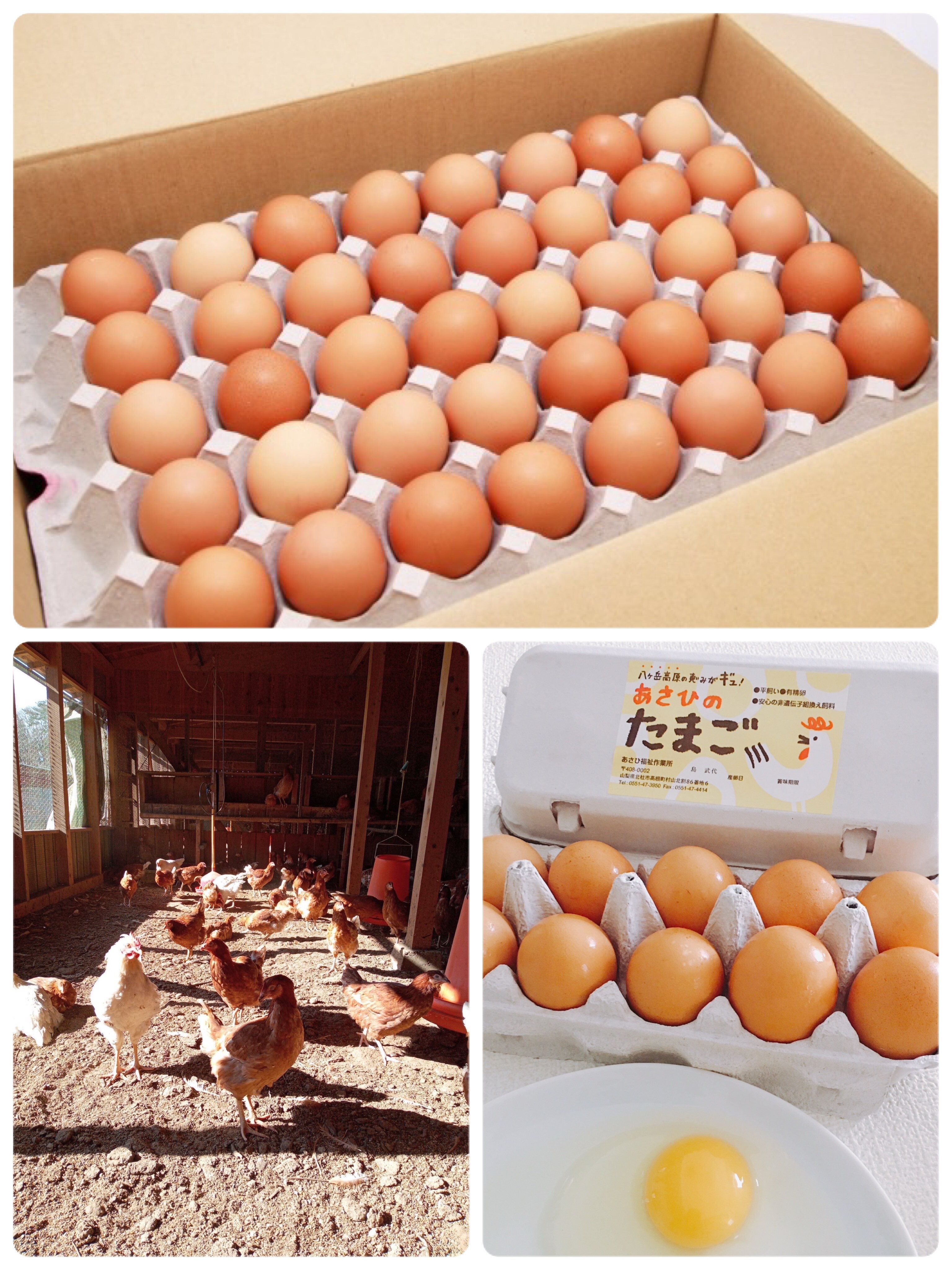 平飼いの産直通販・お取り寄せ商品｜ポケットマルシェ｜産地直送で旬の