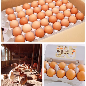 《新鮮・訳あり卵・数量限定》【レモンイエローの黄身】八ヶ岳のおいしい平飼いたまご