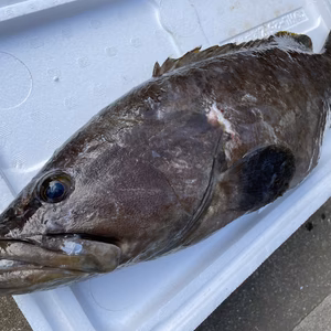 【松島産】天然クエ（3.3kg）