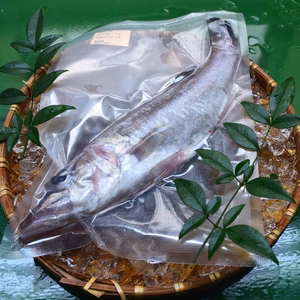 冷凍！高級魚！船上活け〆アラ　約1kg(2〜4匹)