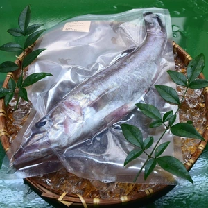 冷凍！高級魚！船上活け〆アラ　約1kg(2〜4匹)