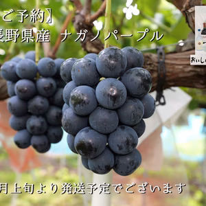 クール便 １房OK！【新鮮朝採り発送】黒系 巨峰の子 ナガノパープル 9月発送①