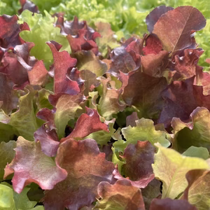 【送料無料】2種のベビーレタス  250g