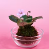 苔玉　セントポーリア(ピンク系)液肥付