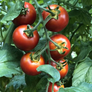 フルティカときゅうりのセット