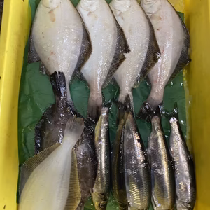 本日水揚げ❗️12日発送❗️イチマン❗しょうごの必殺〆セット