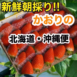 北海道・沖縄便  新鮮朝採りいちご